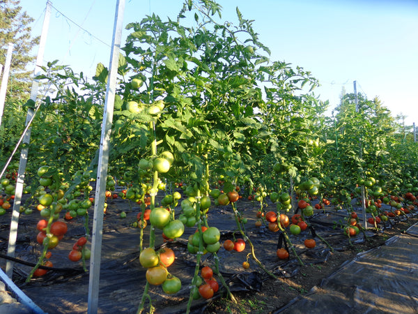 2021 Garden plants are ready for pickup